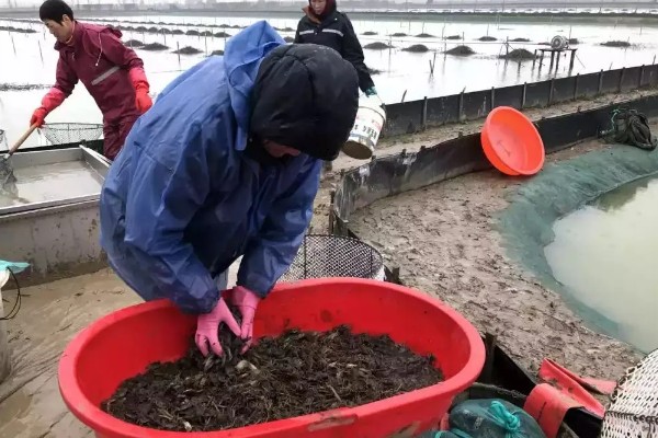 河蟹吃什么食物，吃浮游生物、动物腐尸、蠕虫等