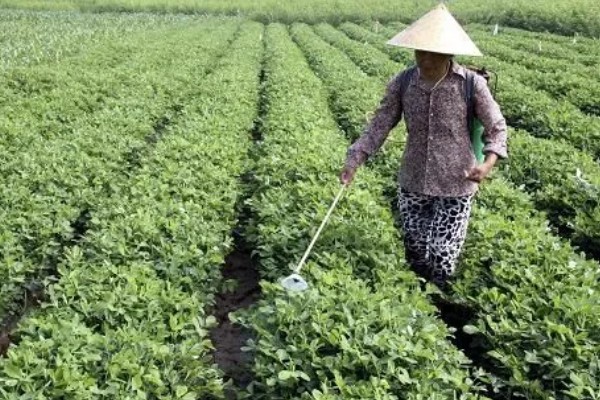 花生播种时怎么防治病害,用咯菌腈拌种可防治根腐病、茎腐病