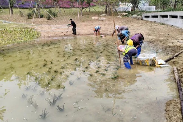 河蟹吃什么食物，吃浮游生物、动物腐尸、蠕虫等