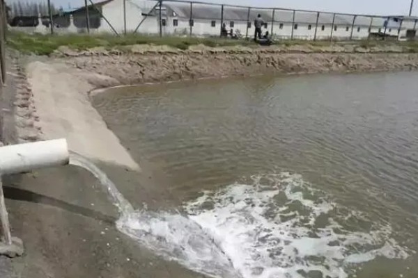 河蟹吃什么食物，吃浮游生物、动物腐尸、蠕虫等