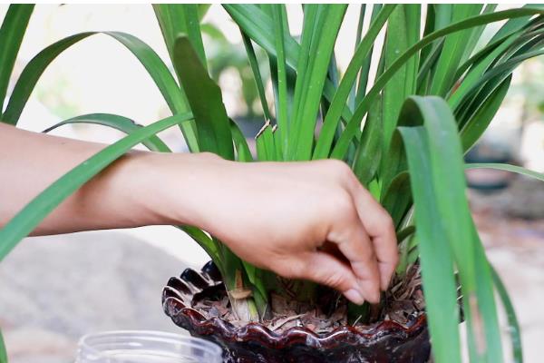 香兰的开放次数，一年开一次花