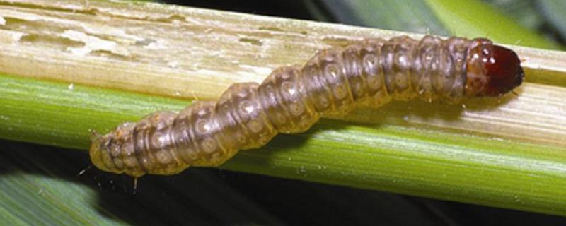 玉米螟怎么防治，成虫期可使用黑光灯