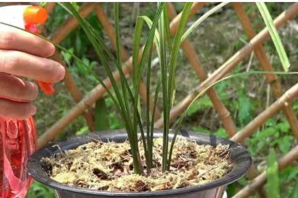 香兰的开放次数，一年开一次花