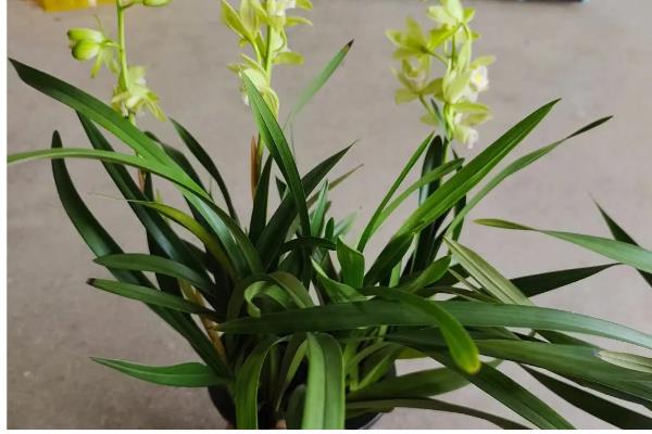 香兰的开放次数，一年开一次花