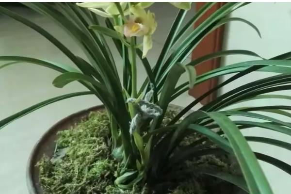 香兰的开放次数，一年开一次花