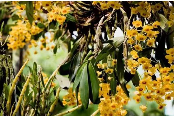 香兰的开放次数，一年开一次花