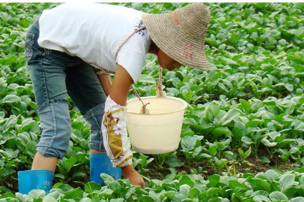 小白菜为什么叶子变白,缺铁、施肥不当等因素所致