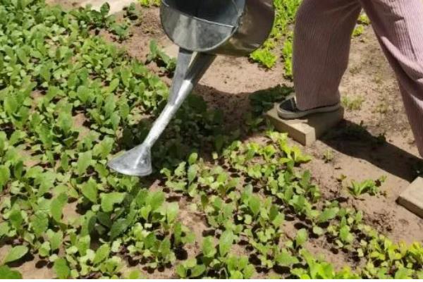 小白菜为什么叶子变白,缺铁、施肥不当等因素所致