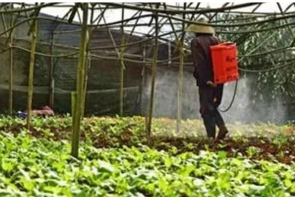 小白菜为什么叶子变白,缺铁、施肥不当等因素所致