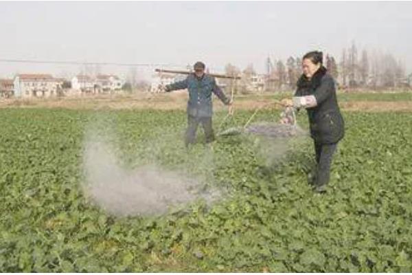 小白菜为什么叶子变白,缺铁、施肥不当等因素所致