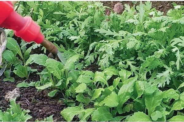 小白菜为什么叶子变白,缺铁、施肥不当等因素所致