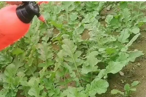 小白菜为什么叶子变白,缺铁、施肥不当等因素所致