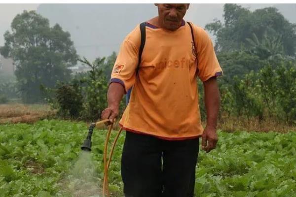 小白菜为什么叶子变白,缺铁、施肥不当等因素所致