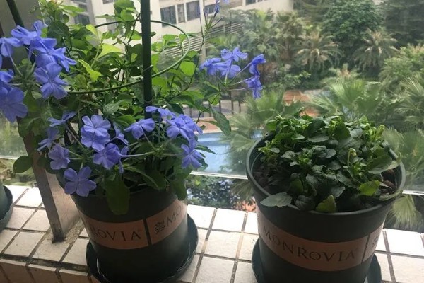 蓝花丹的养殖方法，每天保持10小时的光照