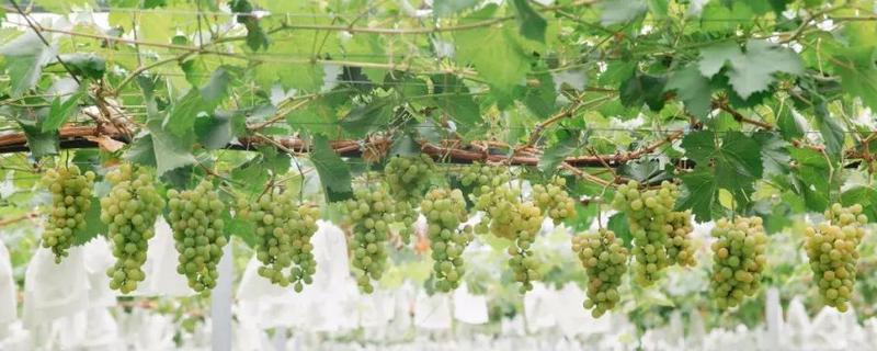 大棚葡萄的前景，目前来看前景可观