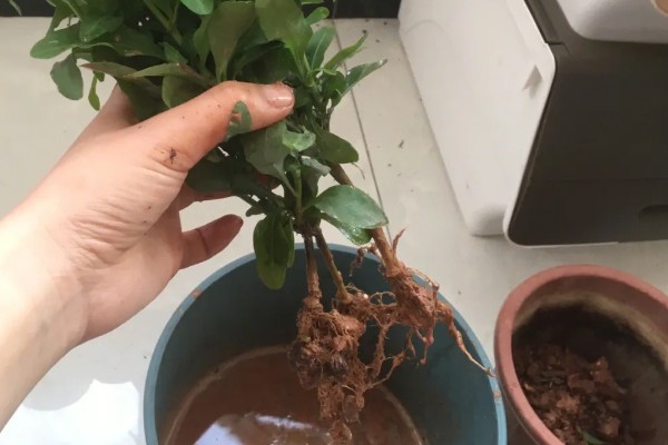 蓝花丹的养殖方法，每天保持10小时的光照