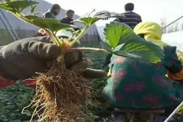 移栽草莓要保留几片叶，露地栽培应保留4片以上发育正常的叶子