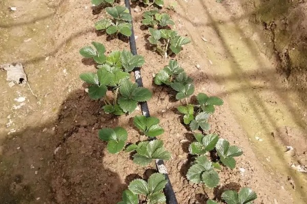移栽草莓要保留几片叶，露地栽培应保留4片以上发育正常的叶子
