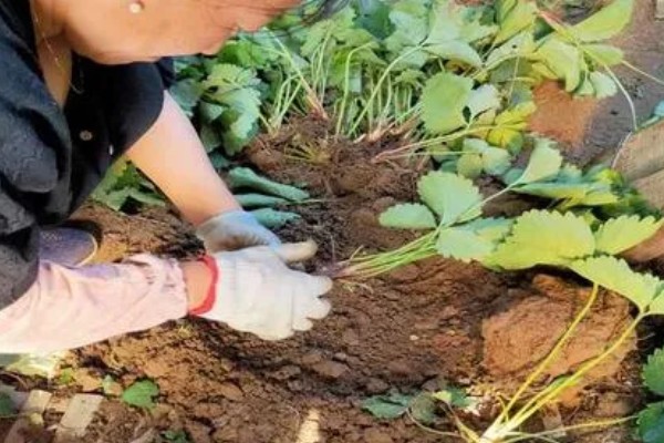 移栽草莓要保留几片叶，露地栽培应保留4片以上发育正常的叶子