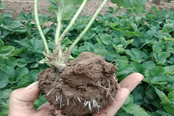 移栽草莓要保留几片叶，露地栽培应保留4片以上发育正常的叶子
