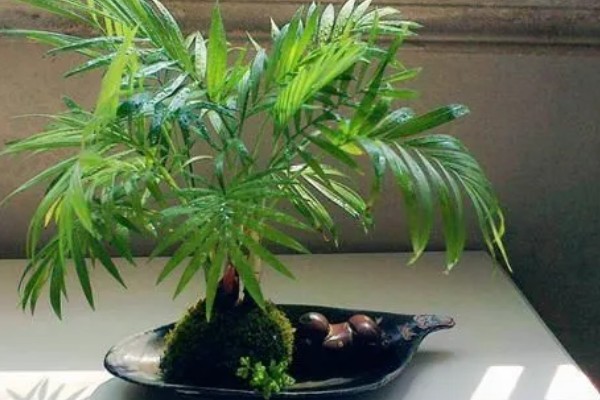 凤尾竹是否要用大盆养殖，植株高大且分枝多适合用大盆栽种