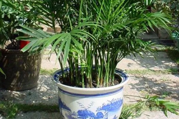 凤尾竹是否要用大盆养殖，植株高大且分枝多适合用大盆栽种