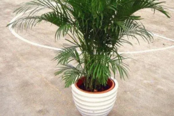 凤尾竹是否要用大盆养殖，植株高大且分枝多适合用大盆栽种