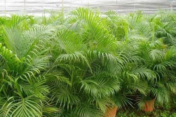 凤尾竹是否要用大盆养殖，植株高大且分枝多适合用大盆栽种