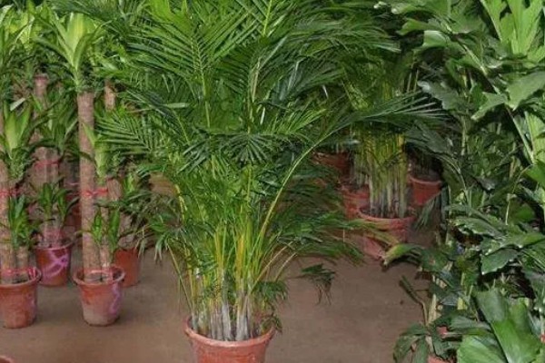 凤尾竹是否要用大盆养殖，植株高大且分枝多适合用大盆栽种