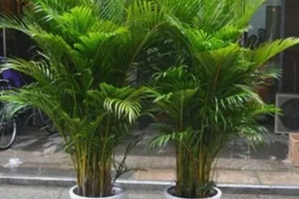 凤尾竹是否要用大盆养殖，植株高大且分枝多适合用大盆栽种