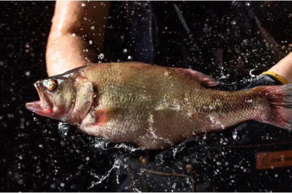 怎么垂钓海鲈鱼，可采取手竿钓法、抛竿钓法、路亚钓法