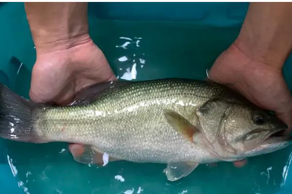 怎么垂钓海鲈鱼，可采取手竿钓法、抛竿钓法、路亚钓法