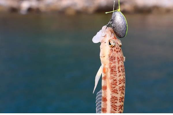 怎么垂钓海鲈鱼，可采取手竿钓法、抛竿钓法、路亚钓法