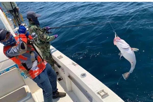 怎么垂钓海鲈鱼，可采取手竿钓法、抛竿钓法、路亚钓法