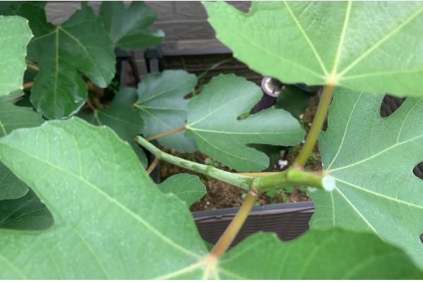 无花果的打顶方法，幼苗新梢长至30-50cm时打顶