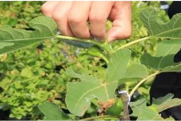 无花果的打顶方法，幼苗新梢长至30-50cm时打顶