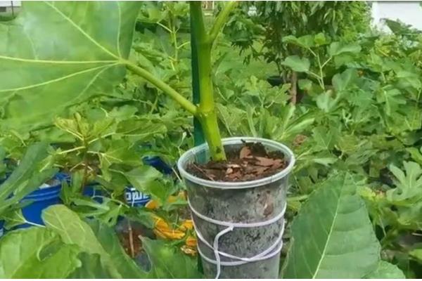 无花果的打顶方法，幼苗新梢长至30-50cm时打顶