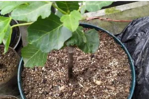 无花果的打顶方法，幼苗新梢长至30-50cm时打顶