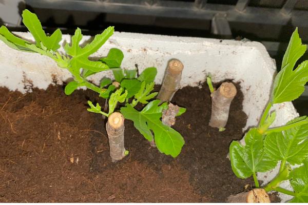 无花果的打顶方法，幼苗新梢长至30-50cm时打顶