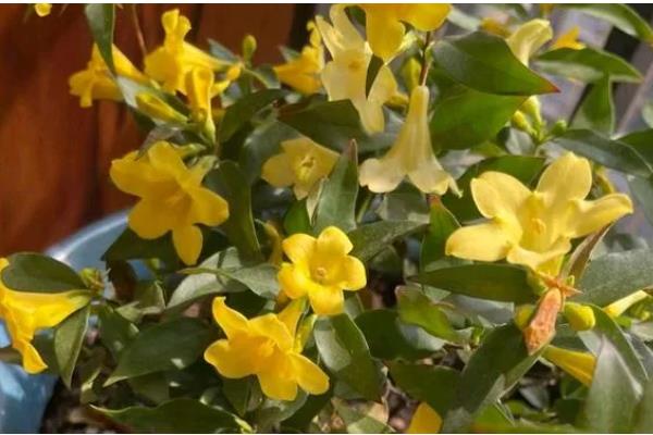 金钩吻的繁殖方法,主要采用插枝繁殖法