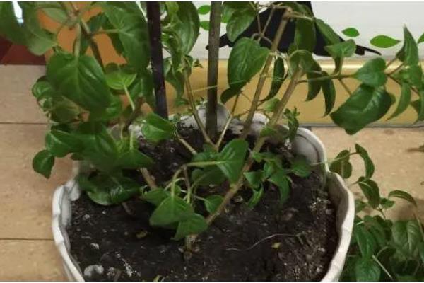 金钩吻的繁殖方法,主要采用插枝繁殖法