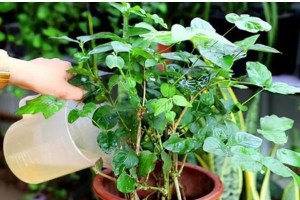 金钩吻的繁殖方法,主要采用插枝繁殖法