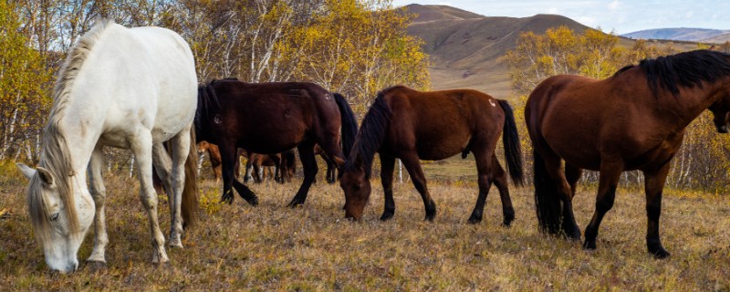 马的繁殖方法，通过胎生的方法进行繁殖