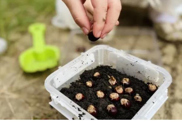 如何种植桂圆核,浸种4-6天后再播种