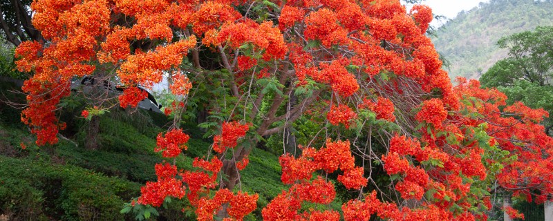凤凰花的种植方法，浸泡种子后再播种