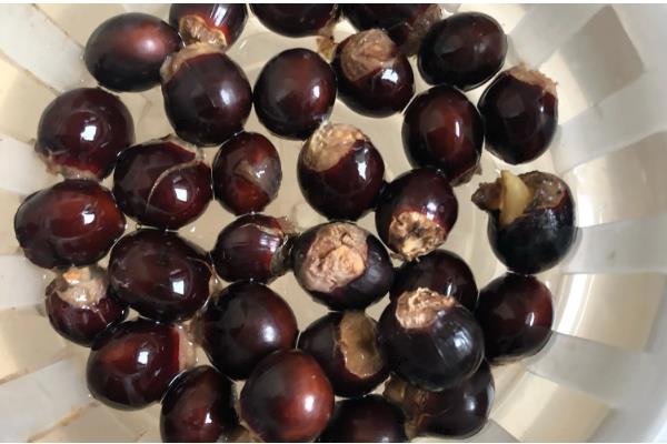 如何种植桂圆核,浸种4-6天后再播种