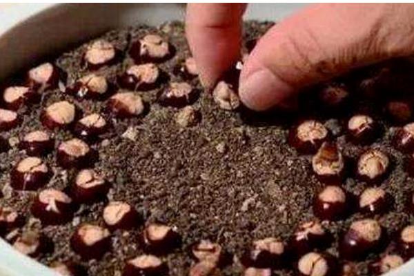 如何种植桂圆核,浸种4-6天后再播种