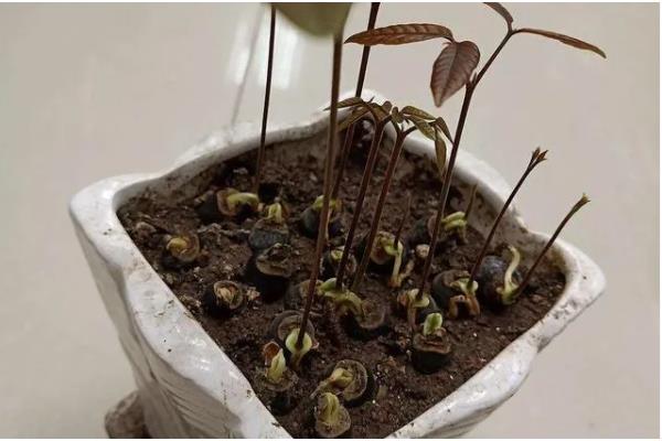 如何种植桂圆核,浸种4-6天后再播种