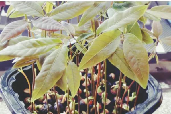 如何种植桂圆核,浸种4-6天后再播种