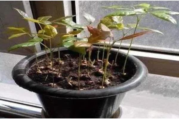 如何种植桂圆核,浸种4-6天后再播种